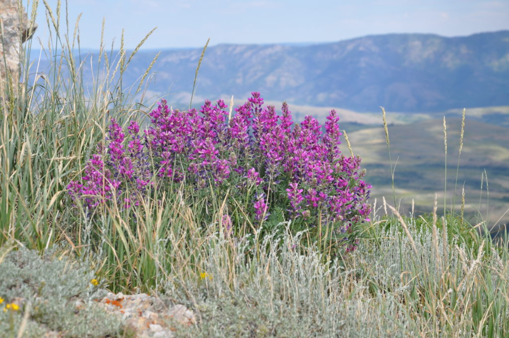 4 - RMA2010 - Hedysarum boreale - Wiilard Peak