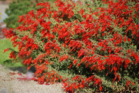 Wasatch Fire Hummingbird Trumpet – Red Hot Heat for the Fall Garden