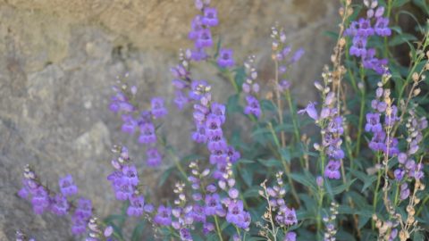 Uvatung – Sego Supreme’s First Penstemon Release