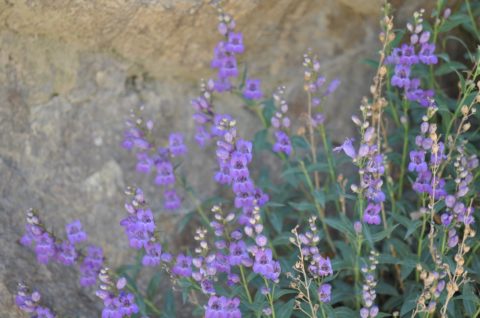 Uvatung – Sego Supreme’s First Penstemon Release