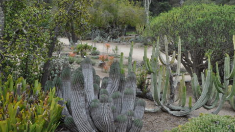 Wrigley Memorial and Botanical Garden – Catalina’s Magical Sanctuary