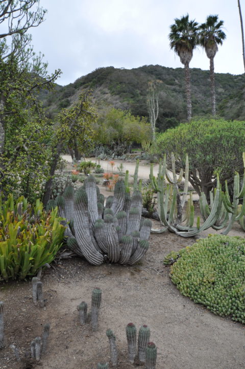 Wrigley Memorial and Botanical Garden – Catalina’s Magical Sanctuary