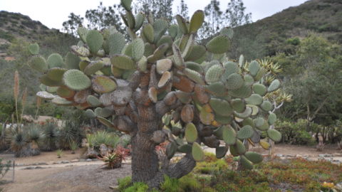 Cool Plants at the Wrigley Botanical Garden, Santa Catalina Island, California