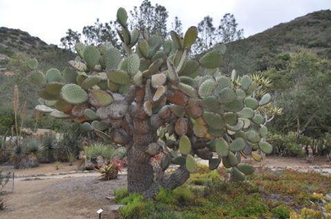 Cool Plants at the Wrigley Botanical Garden, Santa Catalina Island, California
