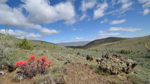 Early Spring Ephemeral Wildflowers of the Mountain West