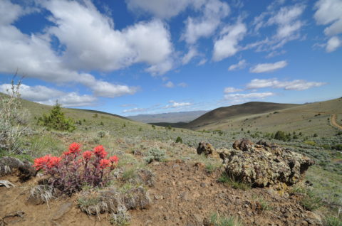 Early Spring Ephemeral Wildflowers of the Mountain West