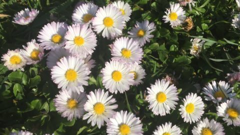 Early Spring Wildflowers of the Central Oregon Coast