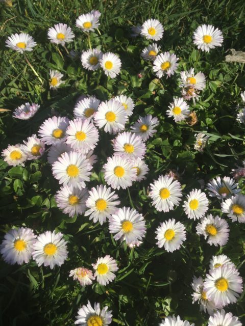 Early Spring Wildflowers of the Central Oregon Coast