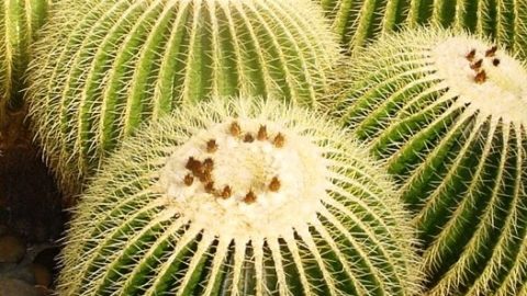 The Golden Barrel Cactus, Echinocactus grusonii