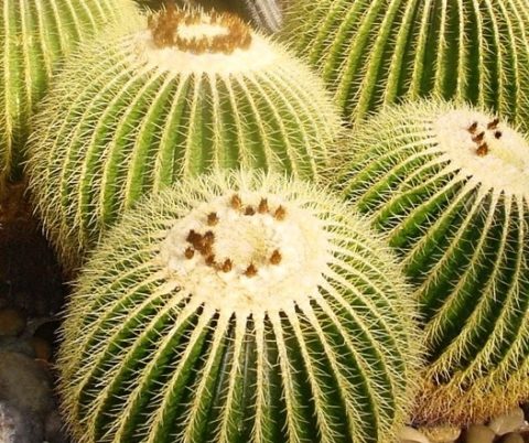 The Golden Barrel Cactus, Echinocactus grusonii